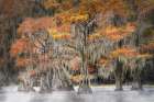 Morning mist on southern swamp, Caddo Lake, Texas. Art Print